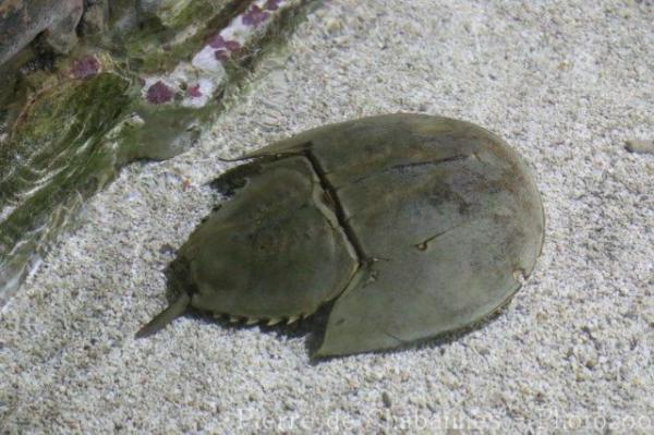 Chinese horseshoe crab