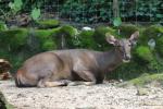 Malayan sambar deer