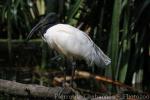 Black-headed ibis