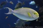 Yellowfin surgeonfish