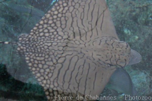 Ornate eagle ray