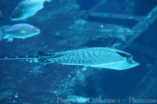 Ornate eagle ray