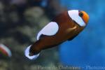 Saddleback clownfish