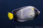 Yellowtail angelfish