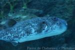 Blue-spotted puffer