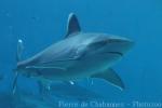 Silvertip shark