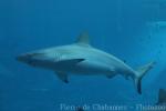 Blacktip shark