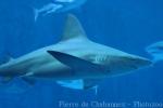 Sandbar shark