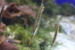 Grooved razorfish