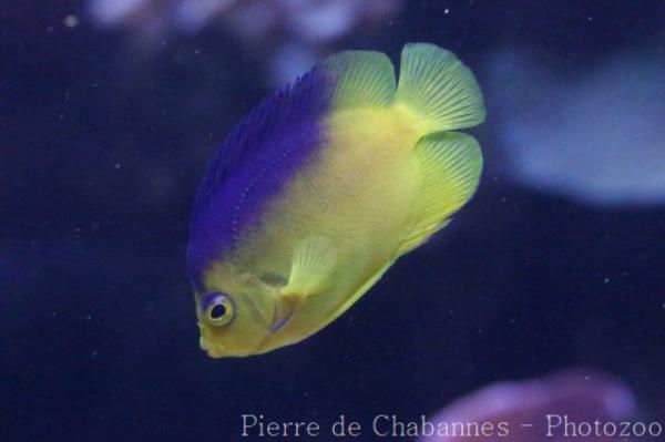 Cocos-Keeling angelfish