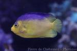 Cocos-Keeling angelfish