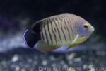 Blacktail angelfish