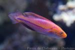 Pintail fairy wrasse