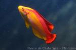 Flame wrasse