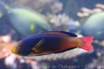 Scott's wrasse