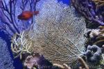 Common sea fan