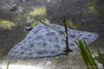 California butterfly ray