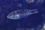 Nebulous wrasse