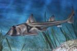 Port Jackson shark