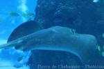 Mangrove whipray