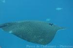 Leopard whipray