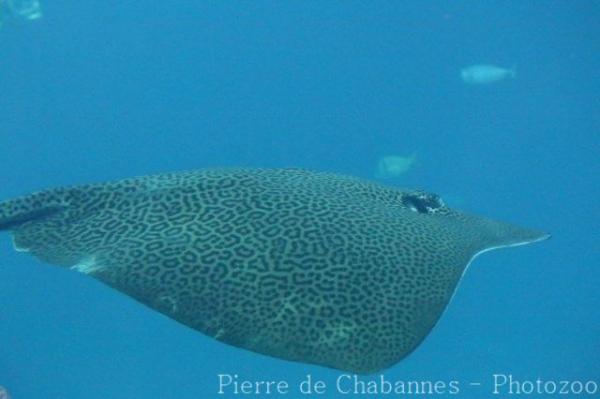 Leopard whipray