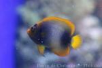 Guinean angelfish