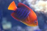 Clarion angelfish