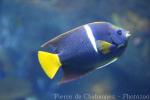 King angelfish