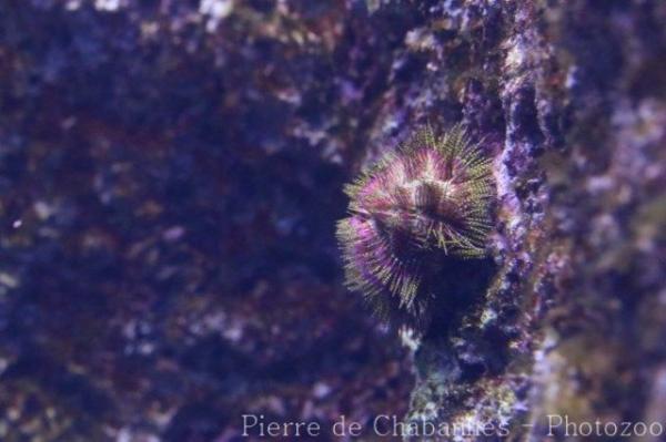 Two-tone salmacis urchin