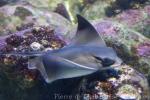 Bat eagle-ray