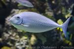 Sleek unicornfish