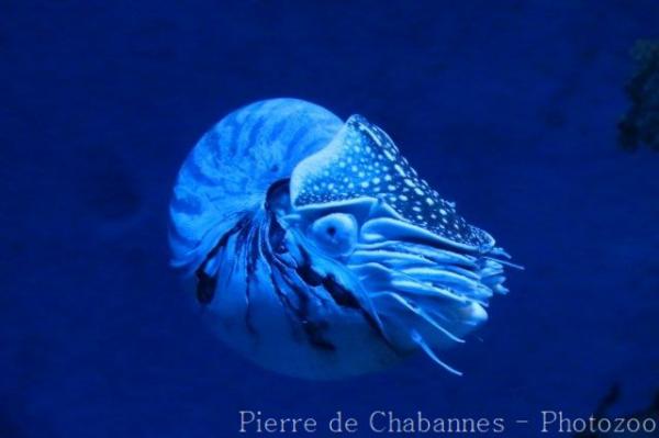 Chambered nautilus