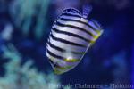 Barred angelfish