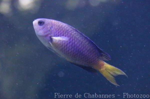 Blue-spotted damsel