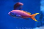 Elongate anthias