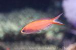 Princess anthias