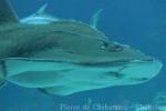 Bowmouth guitarfish