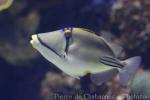 Picasso triggerfish