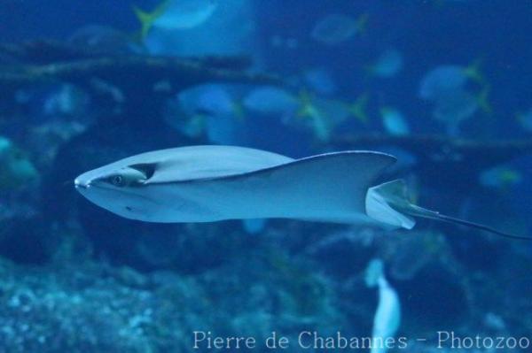 Javanese cownose ray