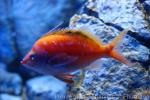 Japanese sacura anthias