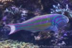 Fivestripe wrasse