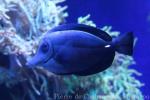 Longnose surgeonfish