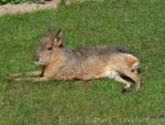 Patagonian mara