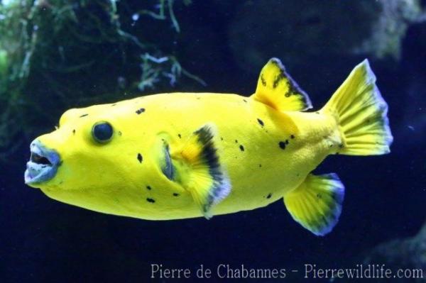 Blackspotted puffer