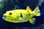 Blackspotted puffer