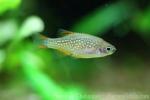 Galaxy rasbora