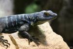 Baja California rock lizard