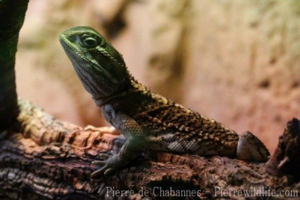 Black-soil bearded dragon