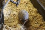 Screaming hairy armadillo